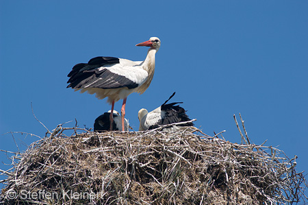 Weißstorch, Ciconia ciconia 012